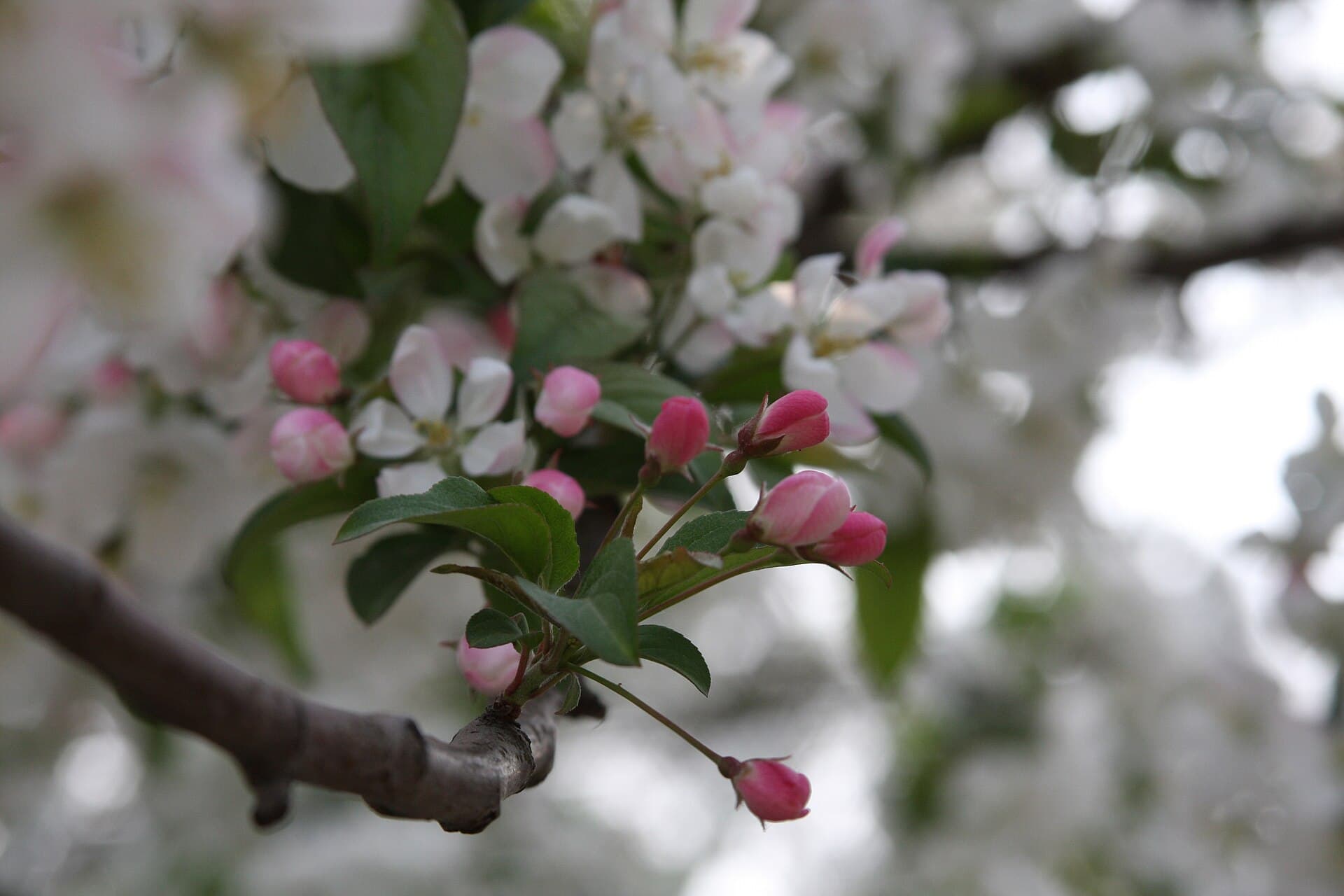 Best Time to Visit Beijing: Spring Blossoms, Autumn Leaves and Holiday Crowds visual