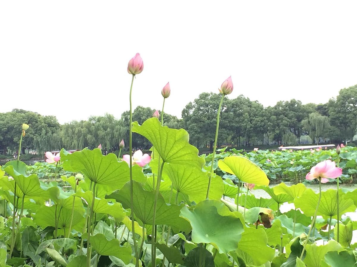 Lotus season is beautiful, but summer pacing should be built around heat and humidity.