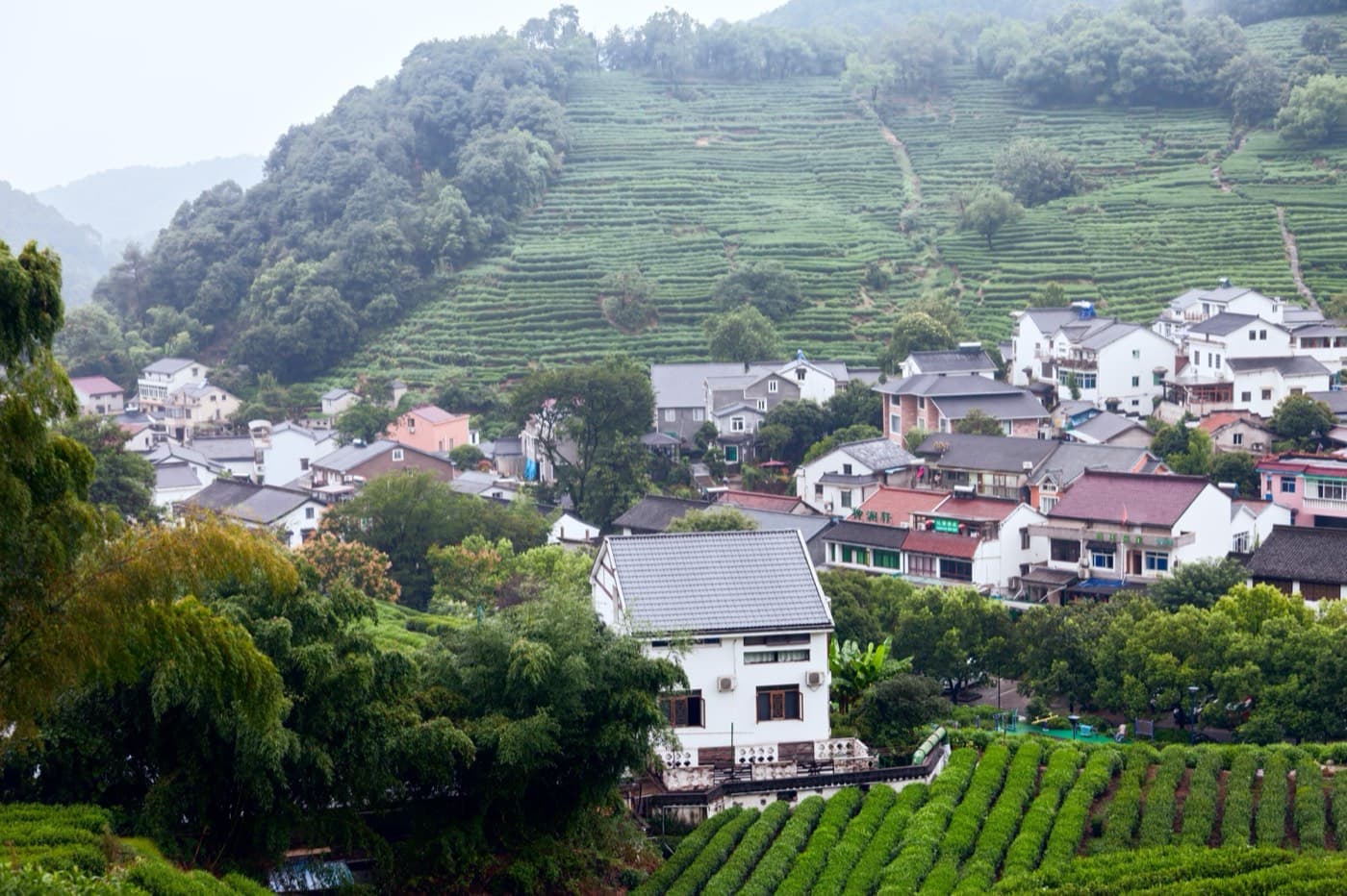 Dragon Well Is Not Just a Souvenir: How to Read Hangzhou's Tea Culture visual