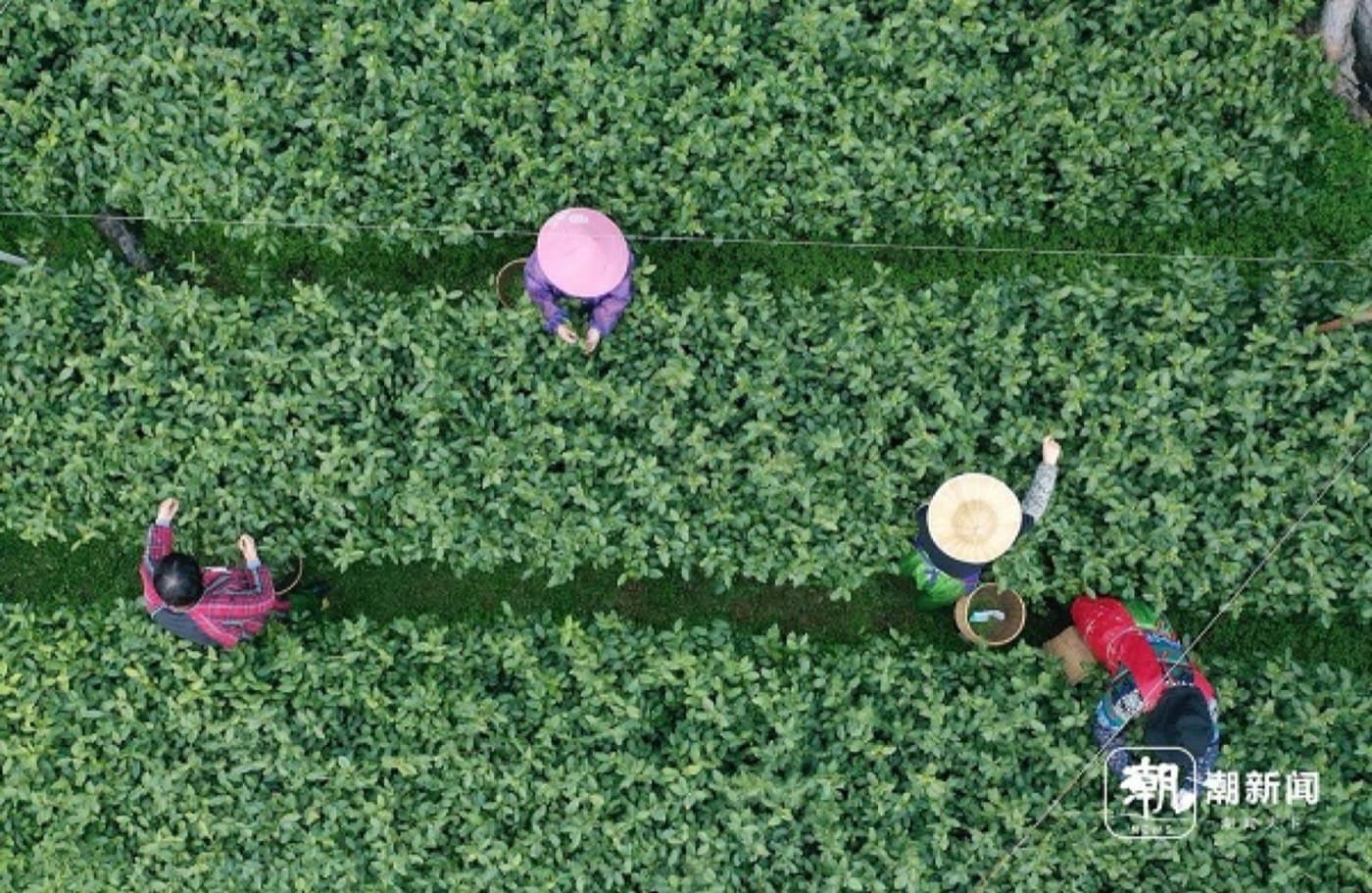 Spring picking season gives Longjing tea its most vivid travel context.