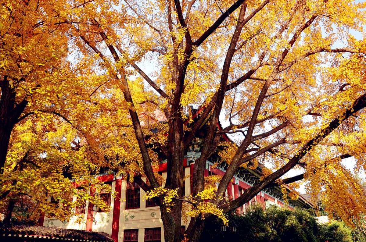 The university belt gives Nanjing a softer academic atmosphere, especially in autumn.