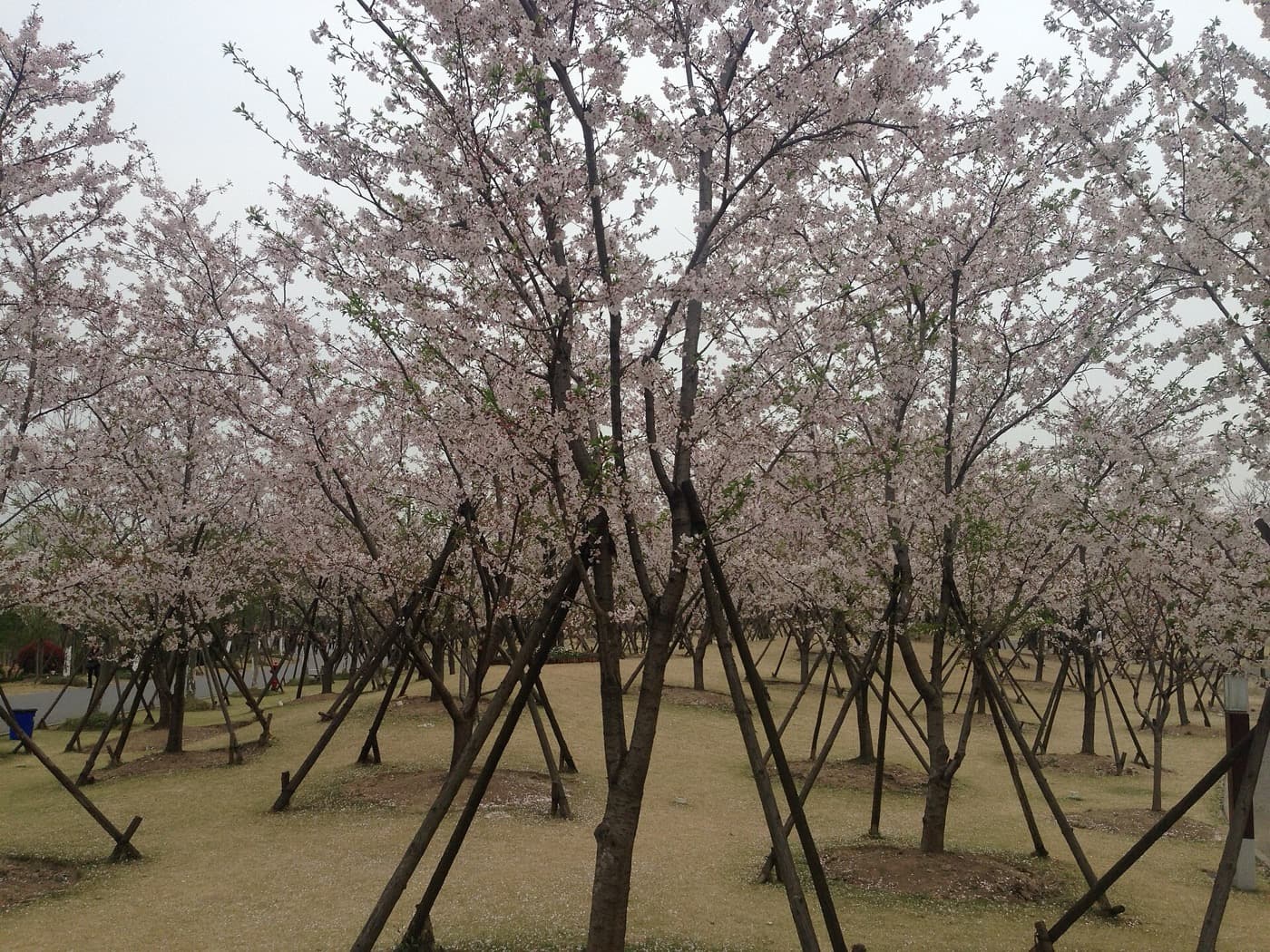 Best Time to Visit Shanghai: Seasons, Weather, Flowers and Crowds visual