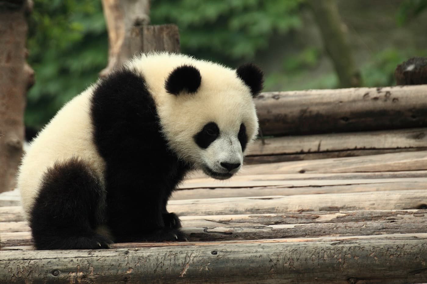 Chengdu Itinerary Guide: 24 Hours, 3 Days, 5 Days, Pandas, Tea Parks and Easy Side Trips visual