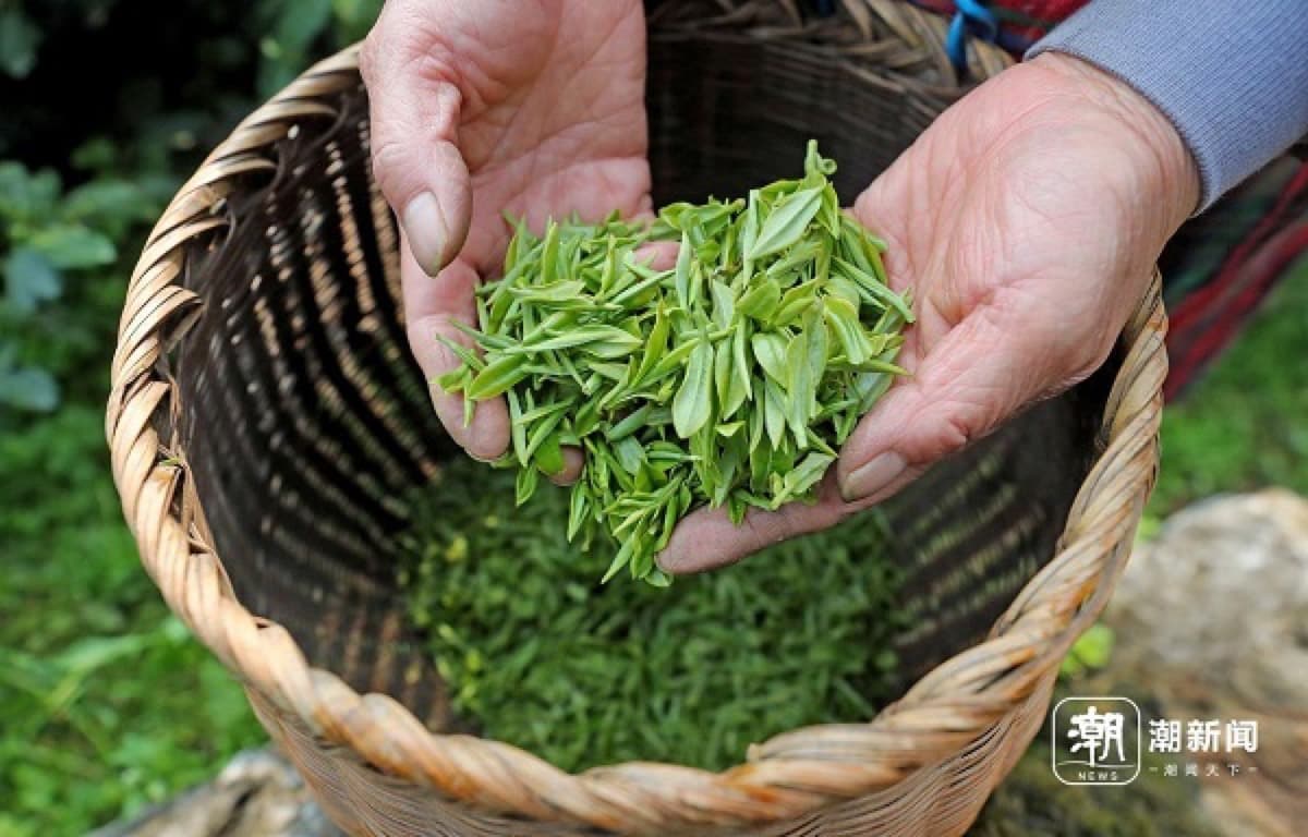Fresh leaves make it easier to understand why timing, cultivar, and processing matter in Longjing.