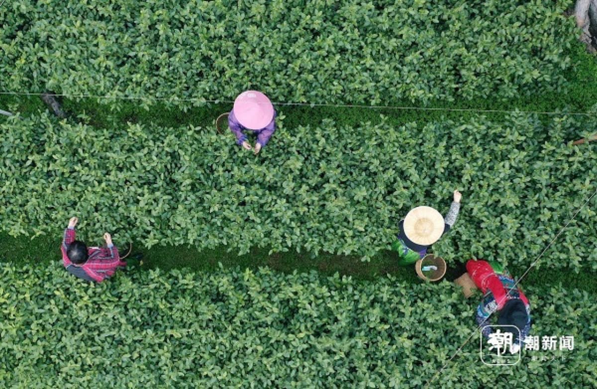 Spring tea picking turns the Longjing hills into one of Hangzhou's most memorable seasonal landscapes.