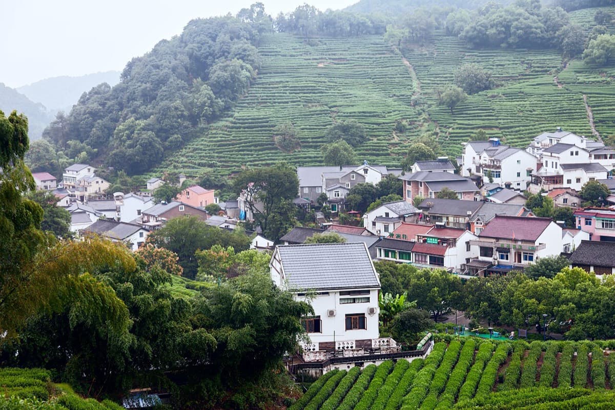 Don't Just Buy Longjing Tea in a Gift Box: A Smarter Route Through Hangzhou's Tea Hills visual